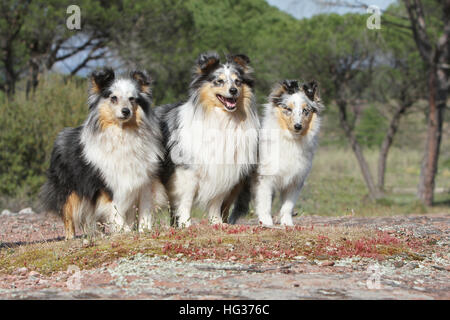 Shetland Sheepdog Hund / Sheltie drei Erwachsene (blue Merle) sitzen Tricolor dreifarbige Stockfoto