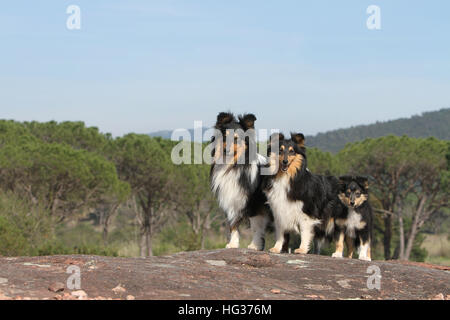 Shetland Sheepdog Hund / Sheltie drei Erwachsene und Welpen Familie Familien stehen Stockfoto