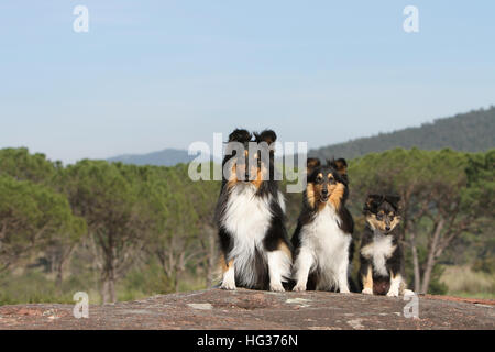 Shetland Sheepdog Hund / Sheltie drei Erwachsene und Welpen Familie Familien sitzen Stockfoto