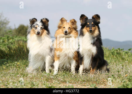 Shetland Sheepdog Hund / Sheltie / drei Erwachsene (verschiedene Farben) sitzen auf einer Wiese Stockfoto