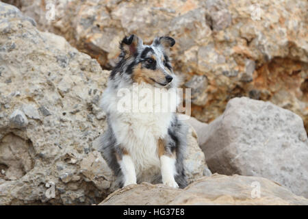 Shetland Sheepdog Hund / Sheltie Welpen (blue Merle) stehen Stockfoto