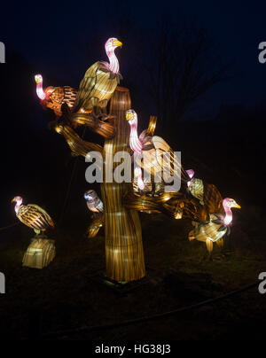 BEEKSE BERGEN, Niederlande - Dezember 29 2016:african Lichterfest mit Geier Gruppe auf Baum voller Lichter im Beekse Bergen am 29. Dezember th Stockfoto