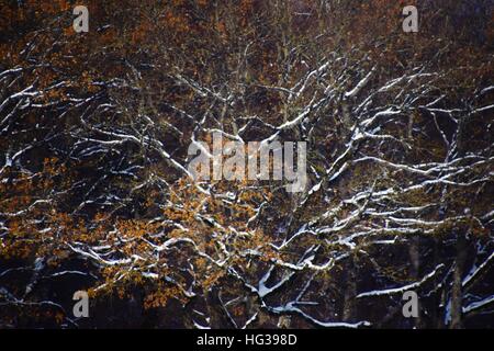 Baum Stockfoto
