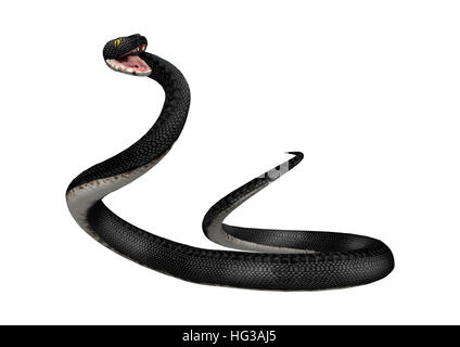 3D-Rendering einer südlichen Black Racer Schlange isoliert auf weißem Hintergrund Stockfoto