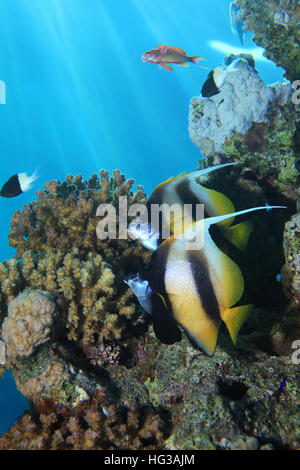 Rotes Meer Bannerfishes (Heniochus Intermedius) Unterwasser im Korallenriff des Roten Meeres Stockfoto