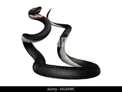 3D-Rendering einer südlichen Black Racer Schlange isoliert auf weißem Hintergrund Stockfoto