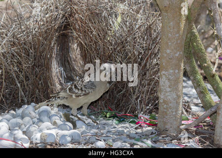 Großen Laubenvogel - behandelnden Bower Chlamydera Nuchalis Atherton Tablelands Queensland, Australien BI029507 Stockfoto