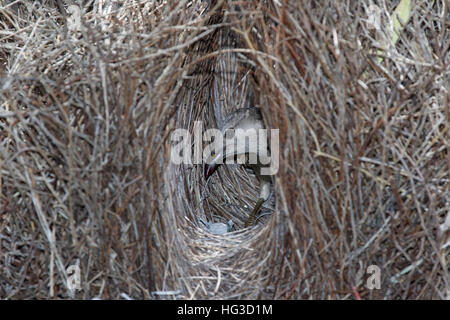 Großen Laubenvogel - behandelnden Bower Chlamydera Nuchalis Atherton Tablelands Queensland, Australien BI029513 Stockfoto