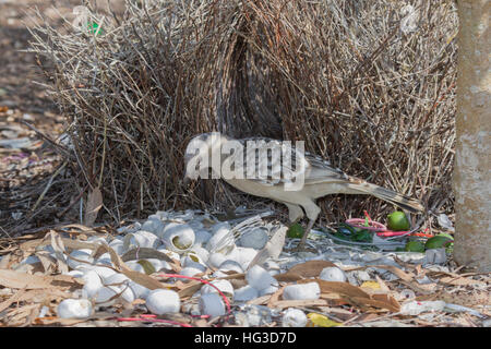 Großen Laubenvogel - behandelnden Bower Chlamydera Nuchalis Atherton Tablelands Queensland, Australien BI029524 Stockfoto