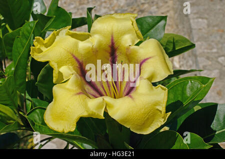 Dies ist Solandra Maxima, die goldenen Kelch Wein, Hawaiian Lily oder Cup für Gold Rebe, aus der Familie der Nachtschattengewächse Stockfoto