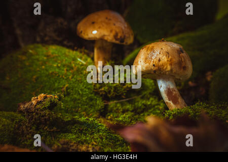 Dunkle Pilze auf grünen Moos mit einem nassen Hut. Stockfoto