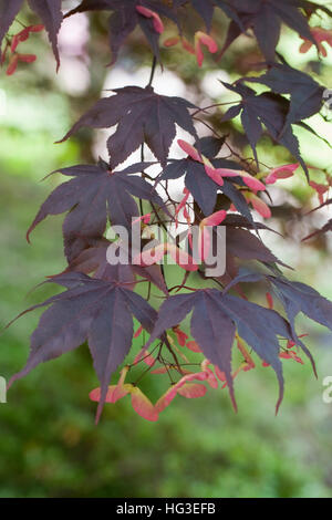 Acer Palmatum 'Oshio-Beni'. Blätter und Samenkapseln im späten Frühjahr. Stockfoto