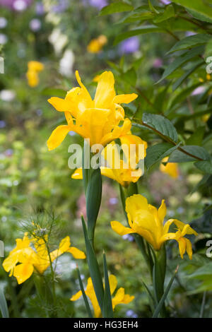 Iris Pseudacorus. Gelbe Flagge Iris in eine krautige Grenze wachsen. Stockfoto