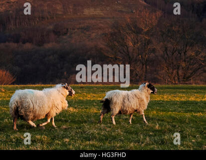 UK, Schottland, Highlands, Roy Bridge, Schafe auf dem Feld. Stockfoto