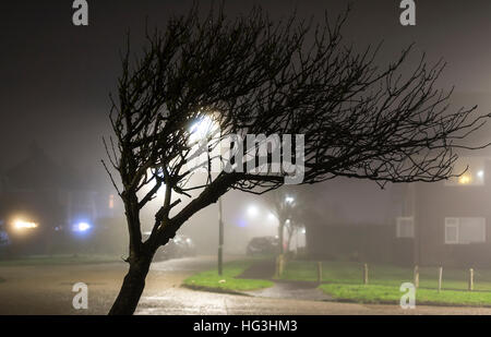 Baum lehnend über Nachts im nebligen Wetter. Nebeliges Wetter. Nebel in der Nacht. Nebel in der Nacht. Stockfoto