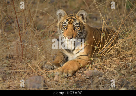 Wilden indischen Tiger Cub in den trockenen Wäldern von Ranthambore Nationalpark in Rajasthan, Indien. Stockfoto