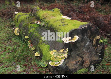 Klumpig Halterung Pilze (Trametes Gibbosa), Ranmore Common, North Downs, Surrey, England, Großbritannien, Vereinigtes Königreich UK Europe Stockfoto