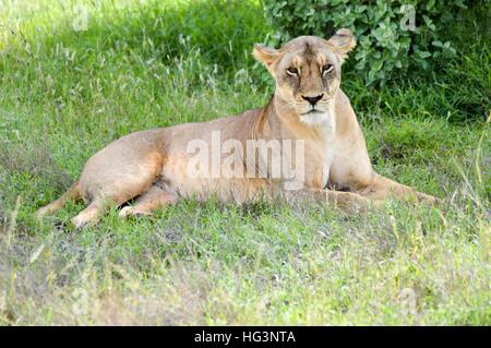Eine Löwin liegend unter einem Baum im Osten Tsavos Park in Kenia Stockfoto