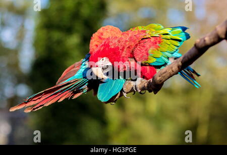 Grün-winged Ara, auch bekannt als die rot-grüne, ist ein großer, meist roten Vogel der Gattung Ara. Stockfoto