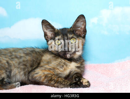 Acht Wochen alte Torbie Tabby Kitten Verlegung auf einer rosa Decke mit Hintergrund blauer Himmel mit Wolken. Textfreiraum Stockfoto