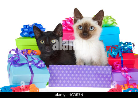 Schwarze Katze mit gelben Augen neben siamesische Kätzchen mit blauen Augen in lila Tupfen Geburtstag Geschenkbox, Bänder und beugt auf Geschenke um sie herum Stockfoto