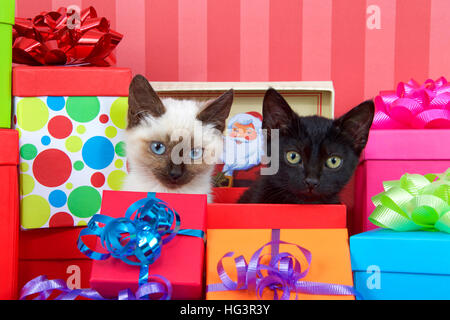 Schwarze Katze mit gelben Augen neben siamesische Kätzchen mit blauen Augen in Rot Weihnachten Geschenkbox, Bänder und beugt auf Geschenke um sie herum auf eine rote st Stockfoto