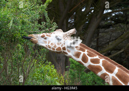 Giraffe Essen Baum Blätter Zunge heraus, um Blätter zu greifen. Stockfoto