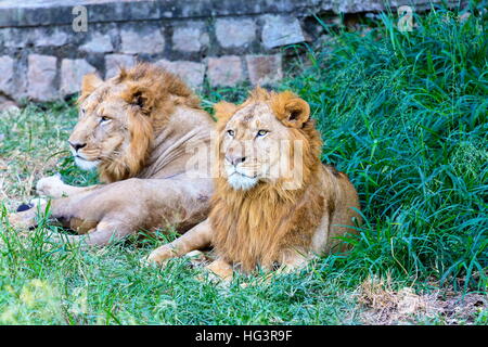 Asiatischen Löwen Indien. Stockfoto