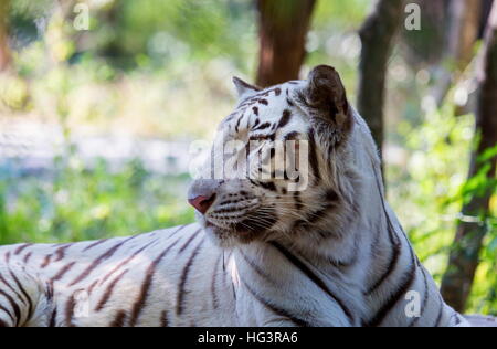 Der weiße Tiger ist eine Pigmentierung Variante des bengalischen Tiger. Stockfoto