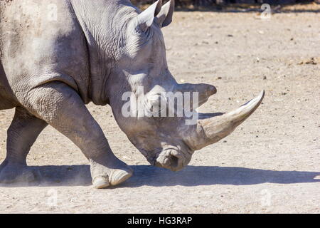 Nashorn in einem Feld allein stehend. Stockfoto