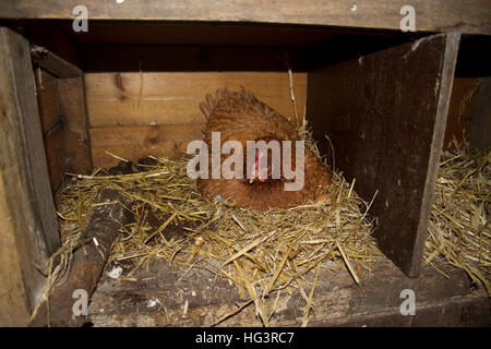Inländische Huhn im Nest Stockfoto
