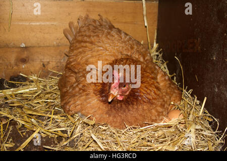 Inländische Huhn im Nest Stockfoto