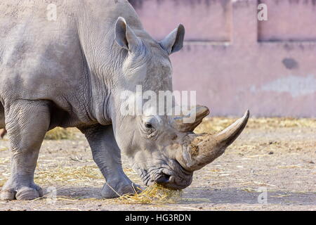 Nashorn in einem Feld allein stehend. Stockfoto