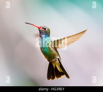 Breite in Rechnung gestellt Kolibri im Flug. Stockfoto