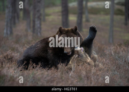 Eurasische Braunbären (Ursus Arctos) kämpfen, kämpfen im Unterholz eines natürlichen Waldes, spielerischen Kampf kämpfen. Stockfoto