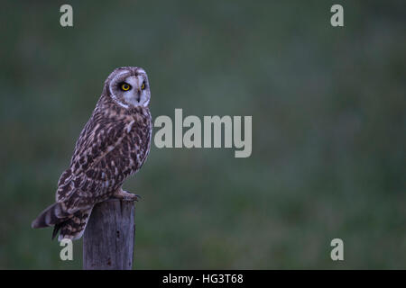 Sumpfohreule (Asio Flammeus) in der Abenddämmerung in der letzten Dämmerung thront auf einem Zaun Pfahl, Jagd, intensivere leuchtende Augen. Stockfoto