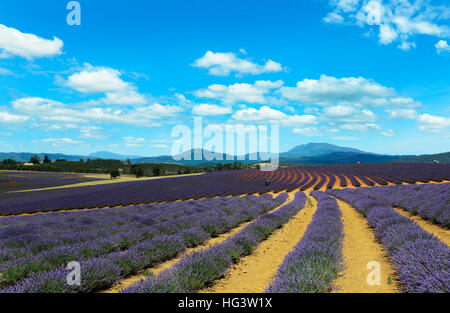 Bridestowe Lavender Farm (Estate) in Tasmanien. Stockfoto