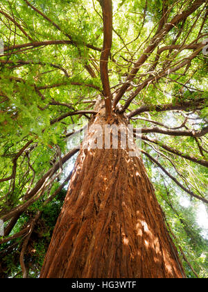 in den Kew Royal Botanic Gardens in Richmond - London, England Stockfoto
