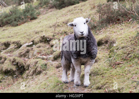 Ein Herdwick Schafe Schaf Blick in die Kamera in einem Feld auf einem Bergbauernhof in der Lake District Cumbria UK Stockfoto