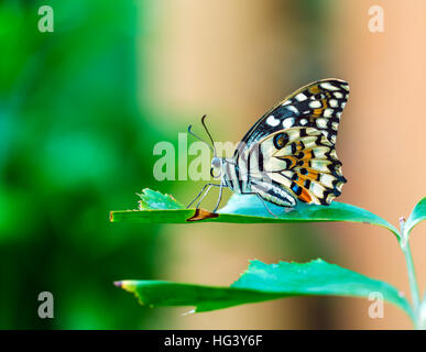Gemeinsamen Kalk Schmetterling (Papilio Demoleus) aus Indien Stockfoto