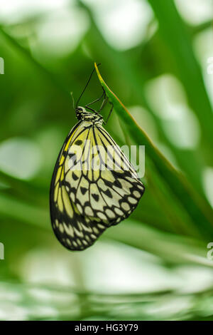 Die Papier-Drachen oder Großbaum Nymphe Schmetterling (Idee Leuconoe) aus Philippinen Stockfoto