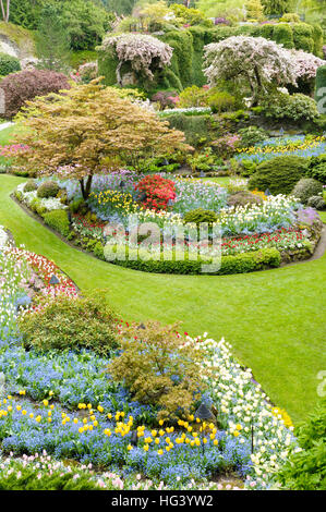 Frühlingsblume Anzeige, Butchart Gardens, Brentwood Bay, Vancouver Island, Kanada Stockfoto