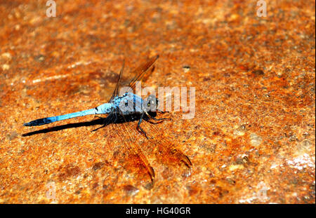 Blaue Libelle steht auf einem Felsen Stockfoto
