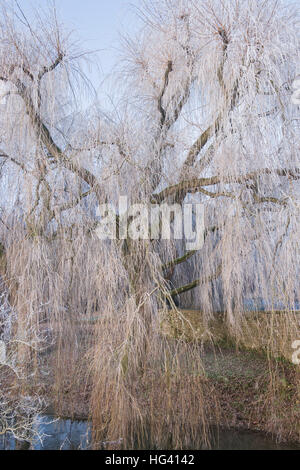 Salix Babylonica "Pendel". Trauerweide Baum in einem Raureif im Winter überdacht. Oxfordshire, England Stockfoto