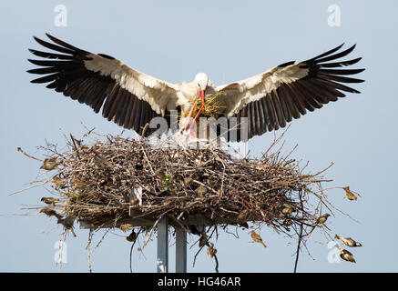 Zwei Störche am Nest closeup Stockfoto