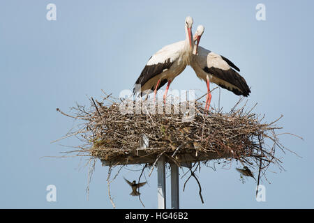 Ein paar der Störche im nest Stockfoto