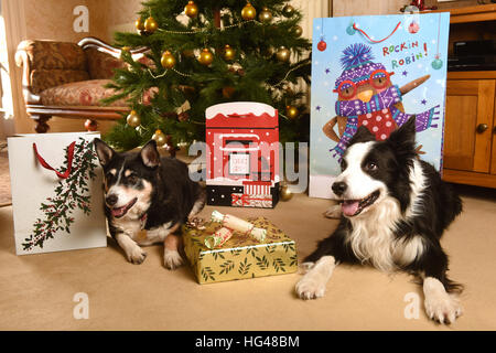 Haustier Hunde Bewachung Weihnachtsgeschenke unter dem Weihnachtsbaum Stockfoto
