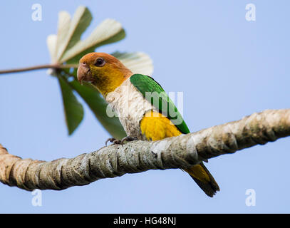 White-Bellied Caique Stockfoto