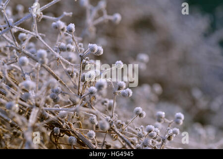 Morgen Frost Zweige und Beeren Stockfoto