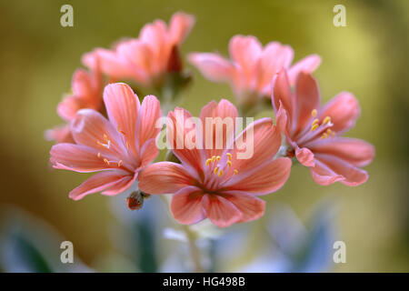 Lewisia Stockfoto